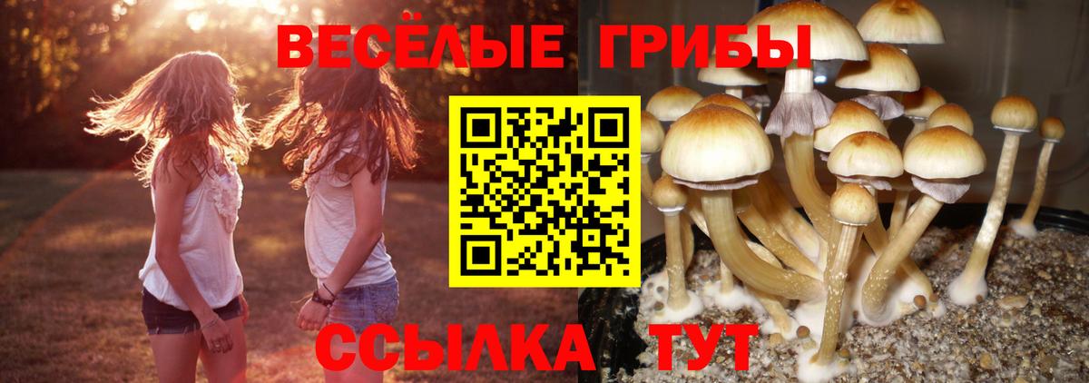 Шелехов  Галлюциногенные грибы GOLDEN TEACHER  Вход с VPN  Галлюциногенные грибы Magic Shrooms 